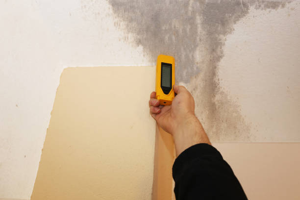 Mold Odor Removal Services in Fort Worth, TX