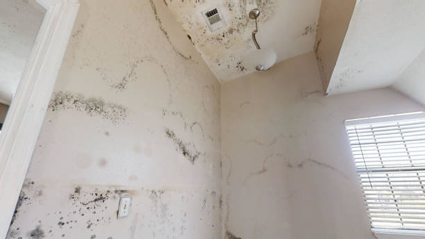 Mold Remediation for Vacation Homes in Fort Worth, TX